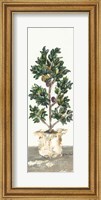 Framed Olive Tree