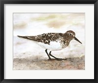 Sandpiper 1 Framed Print