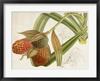 Framed Tropical Foliage & Fruit III