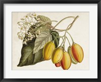 Framed Tropical Foliage & Fruit IV