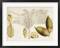 Framed Tropical Foliage & Fruit VIII