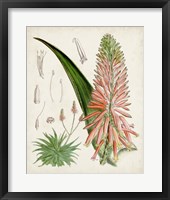 Framed Delicate Tropicals I