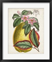 Delicate Tropicals V Framed Print