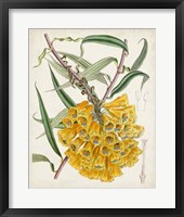 Delicate Tropicals VI Framed Print