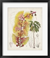 Framed Delicate Tropicals VII