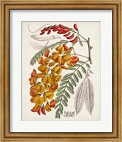 Framed Delicate Tropicals IX