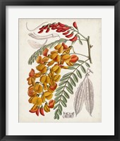 Delicate Tropicals IX Framed Print