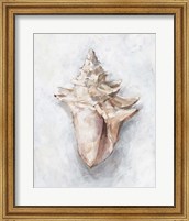 Framed 'White Shell Study I' border=