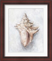 Framed 'White Shell Study I' border=