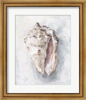 Framed 'White Shell Study II' border=