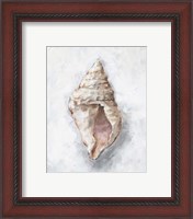 Framed 'White Shell Study III' border=