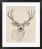 Framed 'Natural Buck I' border=