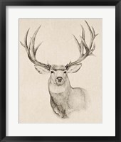 Natural Buck II Framed Print