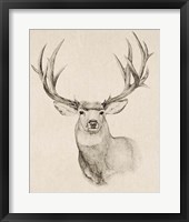 Framed 'Natural Buck II' border=