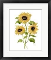 Framed 'Sunflower Trio I' border=