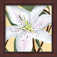 Framed 'White Lily II' border=