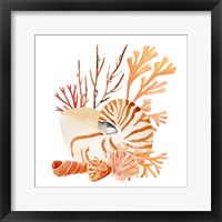 Framed 'Nautilus Grouping I' border=