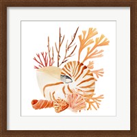 Framed 'Nautilus Grouping I' border=