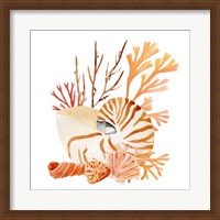 Framed 'Nautilus Grouping I' border=