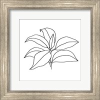 Framed 'Foliage Contour III' border=