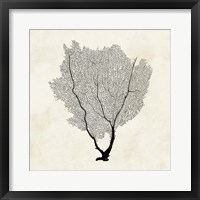 Framed Sea Fan Sketch II