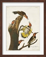 Framed Pl. 37 Gold-winged Woodpecker