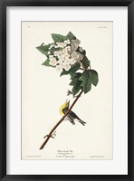 Framed Pl. 119 Yellow-throated Vireo