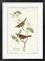 Framed Pl.8 White-throated Sparrow