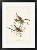 Framed Pl. 25 Song Sparrow