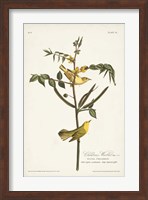 Framed Pl. 35 Children's Warbler