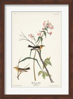 Framed Pl. 135 Blackburnian Warbler