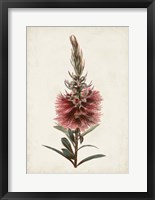 Framed Bottle Brush Flower II