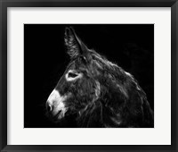 Framed Donkey Portrait I
