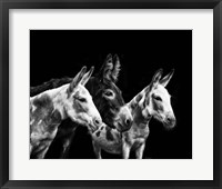 Framed Donkey Portrait II