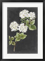 Framed Dramatic White Flowers II