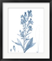 Framed Antique Botanical in Blue III