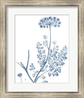 Framed 'Antique Botanical in Blue V' border=