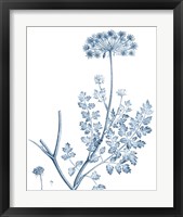 Framed 'Antique Botanical in Blue V' border=