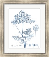 Framed 'Antique Botanical in Blue VI' border=