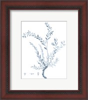 Framed 'Antique Botanical in Blue VII' border=