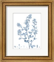 Framed 'Antique Botanical in Blue VIII' border=