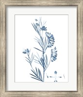 Framed 'Antique Botanical in Blue IX' border=