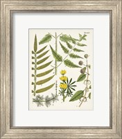 Framed 'Fanciful Ferns II' border=