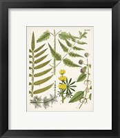 Framed 'Fanciful Ferns II' border=