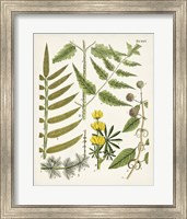 Framed 'Fanciful Ferns II' border=