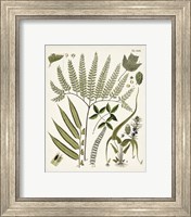 Framed 'Fanciful Ferns III' border=