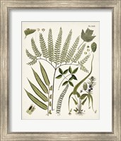 Framed 'Fanciful Ferns III' border=