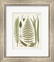 Framed 'Fanciful Ferns V' border=