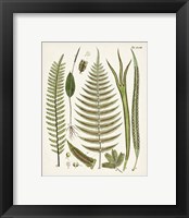 Framed 'Fanciful Ferns V' border=