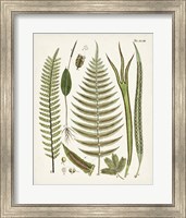 Framed 'Fanciful Ferns V' border=